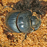 Catharsius calaharicus female